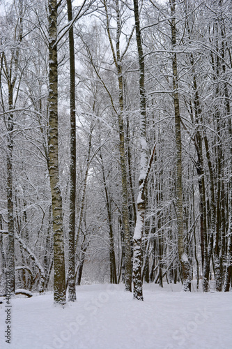forest in winter. beautiful vertical landscape. wild nature