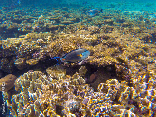Fototapeta Naklejka Na Ścianę i Meble -  
incredibly beautiful combinations of colors and shapes of living coral reef and fish in the Red Sea in Egypt, Sharm El Sheikh
