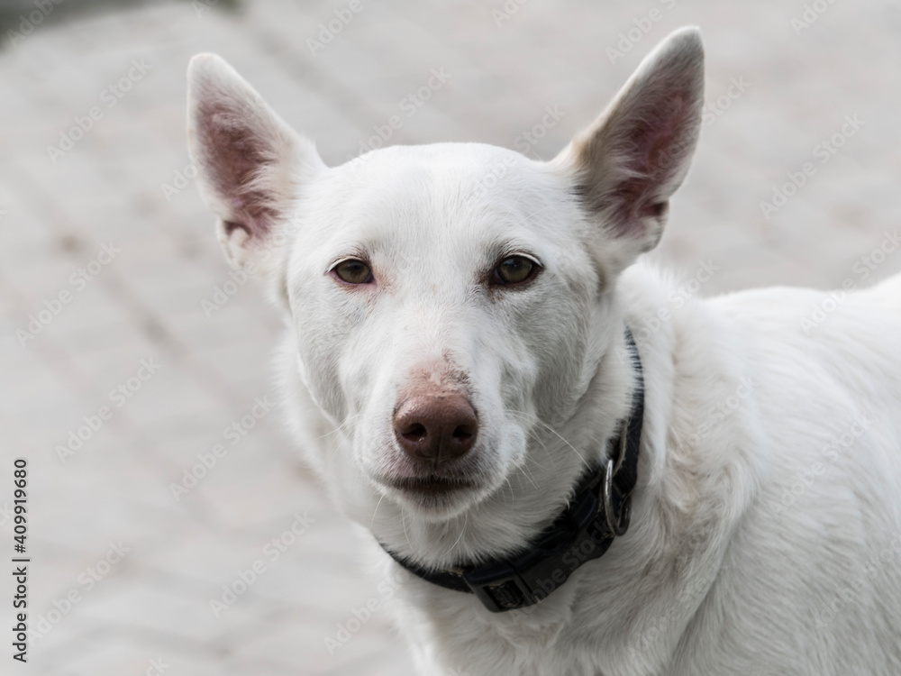 Perro podenco blanco Perro podenco blanco