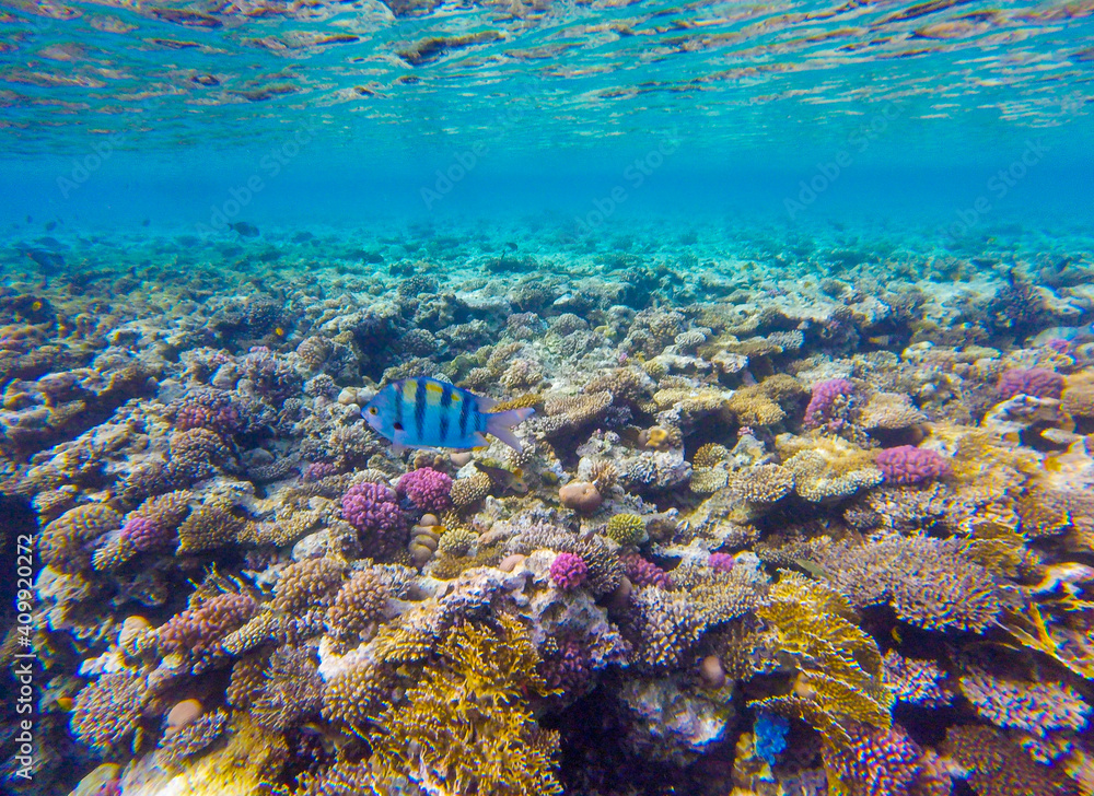 Fototapeta premium incredibly beautiful combinations of colors and shapes of living coral reef and fish in the Red Sea in Egypt, Sharm El Sheikh