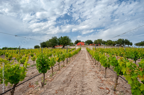 Noto, Siracusa district, Val di Noto, Sicily, Italy, Europe, vineyards