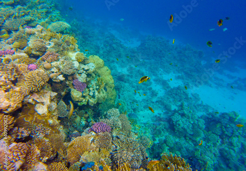  incredibly beautiful combinations of colors and shapes of living coral reef and fish in the Red Sea in Egypt, Sharm El Sheikh 