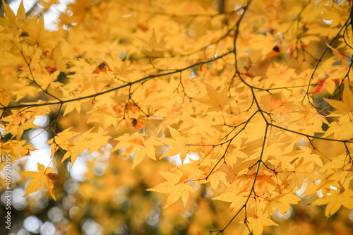 Maple trees have autumn leaves. Beautiful colors and a blurry bokeh background.