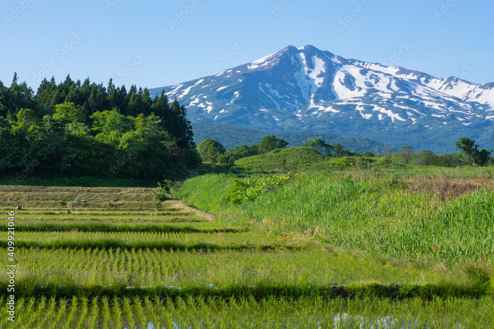 Obraz premium 初夏の鳥海高原の水田