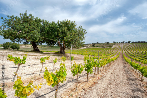 Noto, Siracusa district, Val di Noto, Sicily, Italy, Europe, vineyards photo