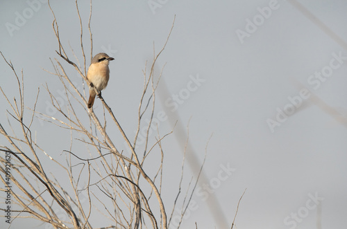 Isabelline Shrike perched on twig at Asker marsh, Bahrain