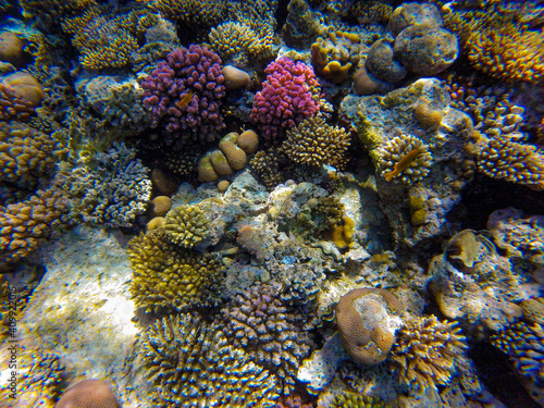  incredibly beautiful combinations of colors and shapes of living coral reef and fish in the Red Sea in Egypt, Sharm El Sheikh  © serhii