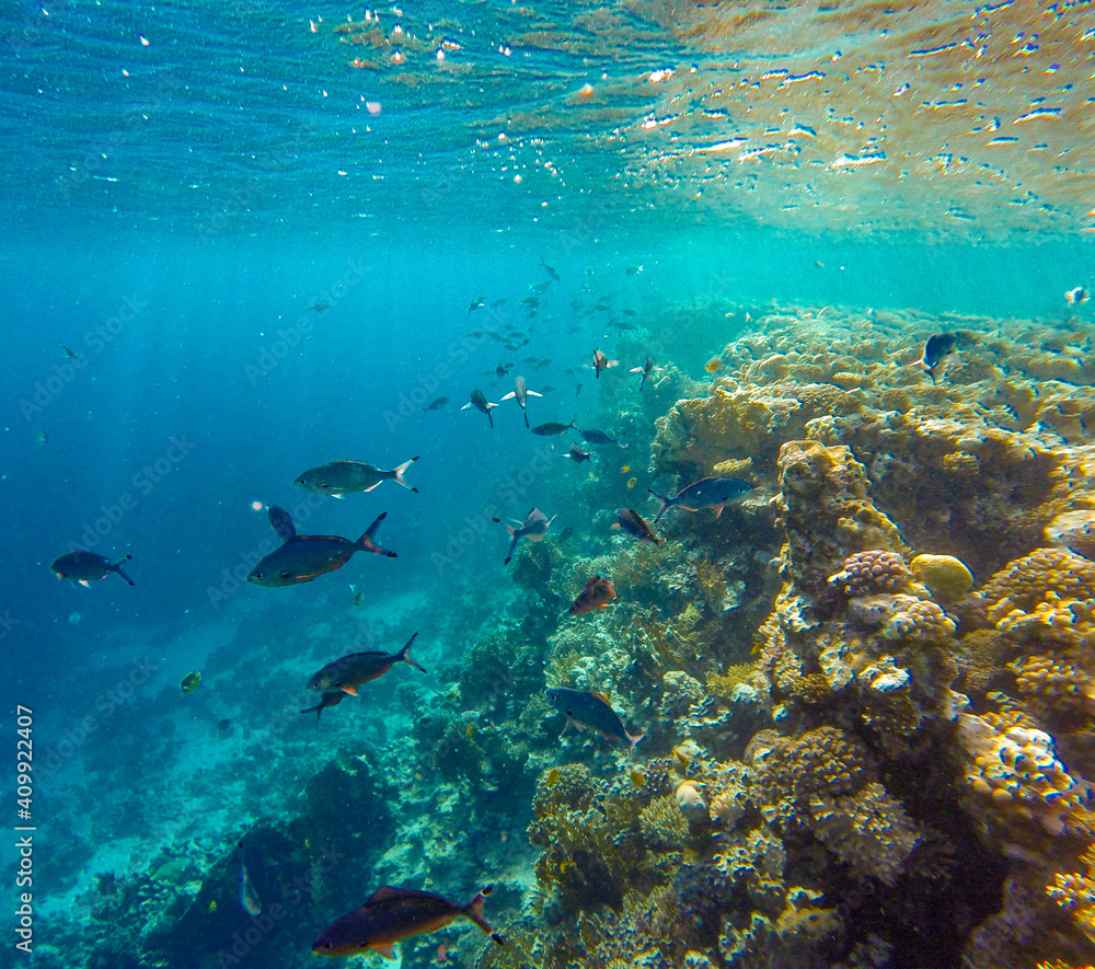 Fototapeta premium incredibly beautiful combinations of colors and shapes of living coral reef and fish in the Red Sea in Egypt, Sharm El Sheikh 