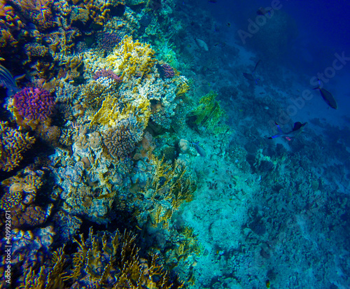 Fototapeta Naklejka Na Ścianę i Meble -  
incredibly beautiful combinations of colors and shapes of living coral reef and fish in the Red Sea in Egypt, Sharm El Sheikh
