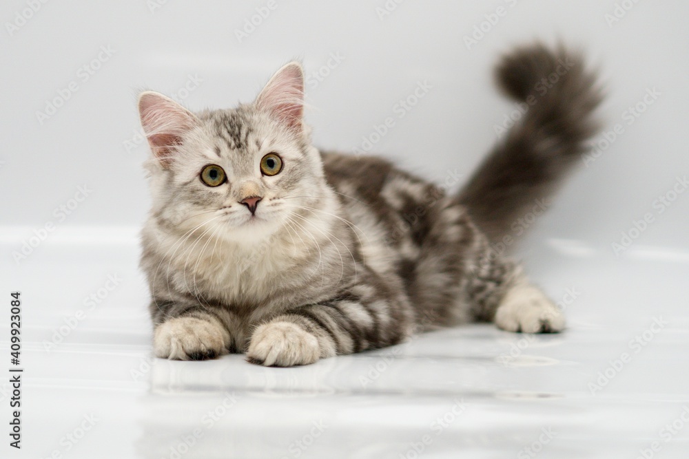 Obraz premium Siberian cat on white backgrounds