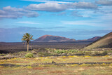 Single Canary Palm tree with a mountain in the background and prickly pear and yellow flowers in the foreground in an empty and barren vulcanic landscape near Uga, Lanzarote 