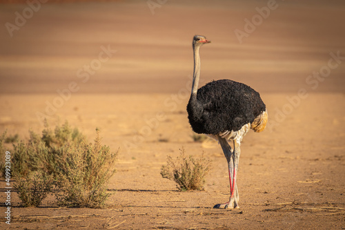 Tableau sur toile Common ostrich ( Struthio camelus), Sossusvlei, Namibia.