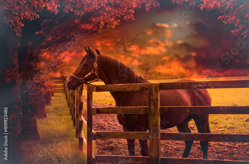 Horse on  the farm.