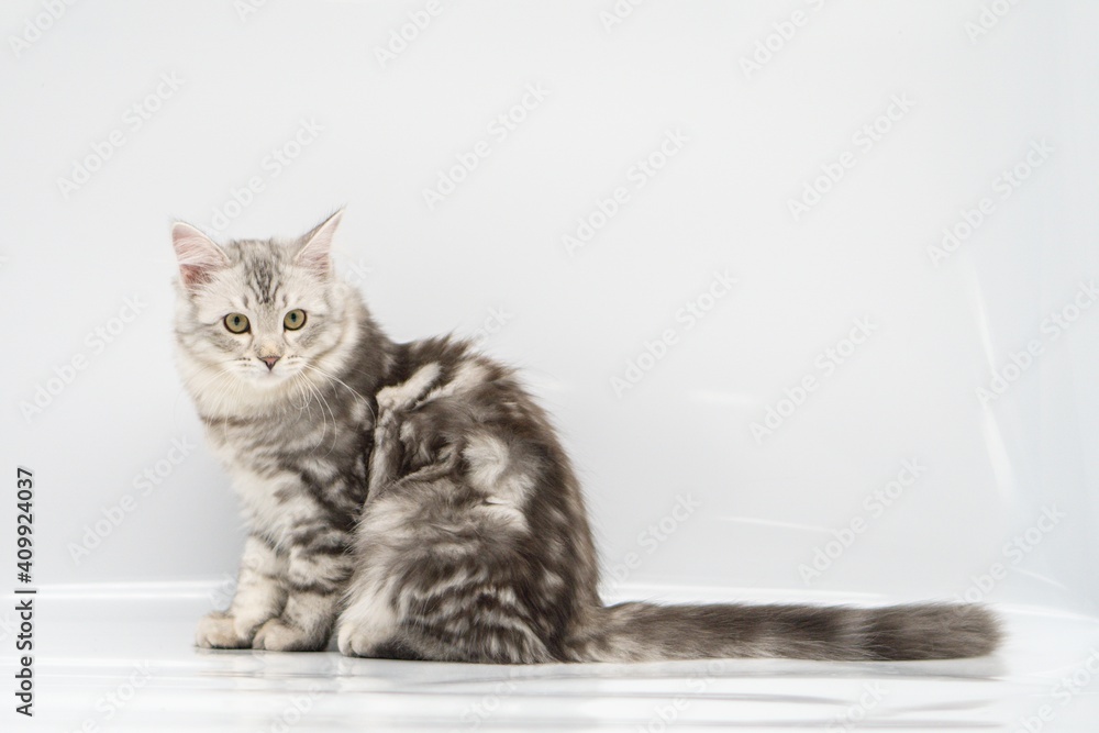 Obraz premium Siberian cat on white backgrounds