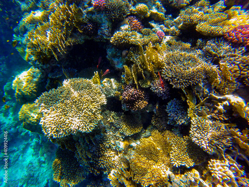  incredibly beautiful combinations of colors and shapes of living coral reef and fish in the Red Sea in Egypt, Sharm El Sheikh  © serhii