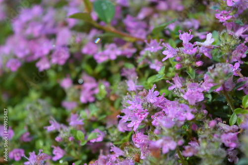 flowers in the garden