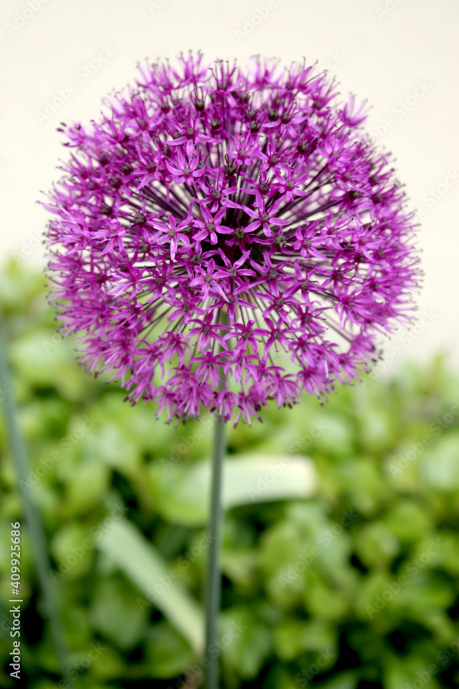 Obraz premium close up of a purplle flower