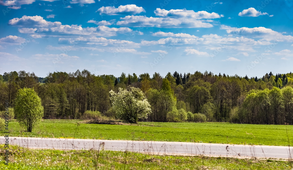 Forest, field, road against blue sky and white clouds in summer