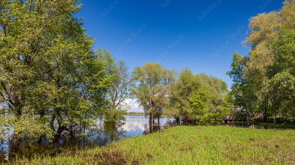 Trees in the water in summer against the sky