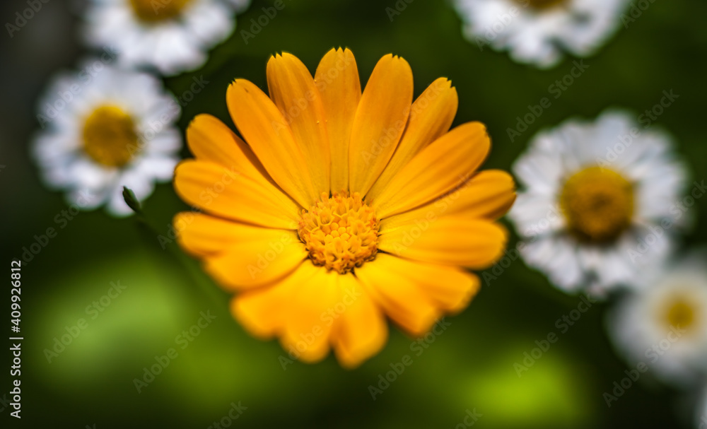 Orange calendula flower closeup Orange calendula flower closeup