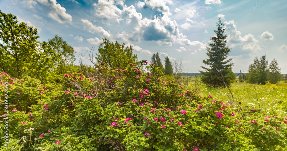 Landscape with field, wildflowers, briar Bush, trees, grass against a blue sky with white clouds in summer Landscape with field, wildflowers, briar Bush, trees, grass against a blue sky with white clouds in summer
