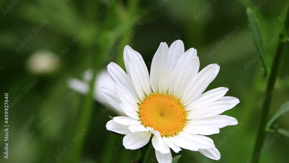 Daisy Flower moving in the wind
Daisy Flower moving in the wind