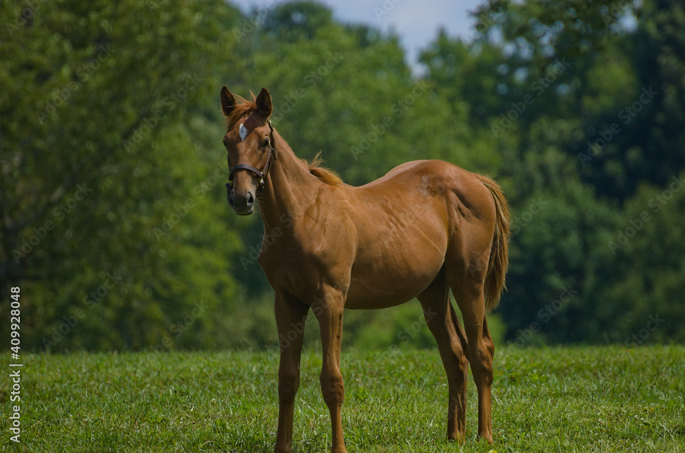 Fototapeta premium A foal on a Kentucky horse farm