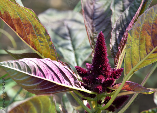 Purple flowers of Celosia argentea, and lightly tinged purple leaves      photo