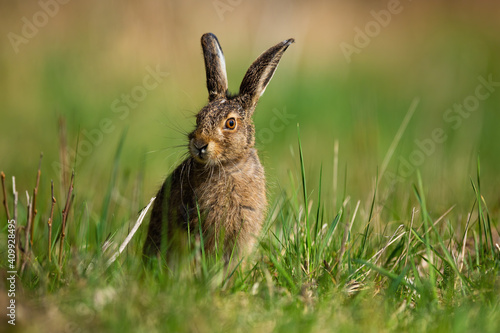 Little brown hare, lepus europaeus, sitting on grassland in spring nature. Immature rabbit resting on green grass from front view with copy space. Long eared mammal observing on meadow.