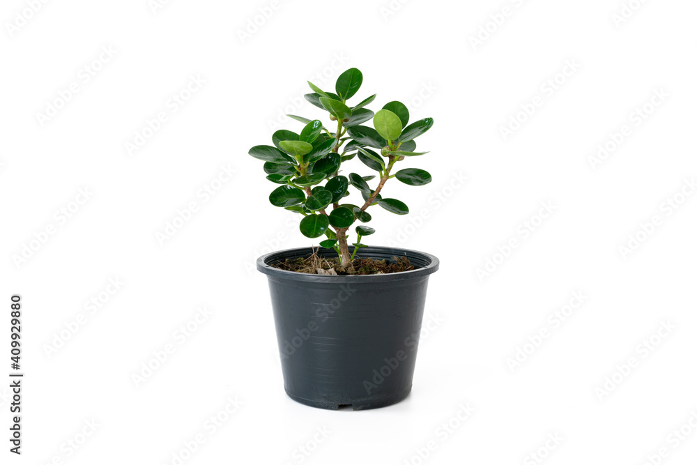 Obraz premium Houseplant, Ficus annulata blume, Isolated over white background