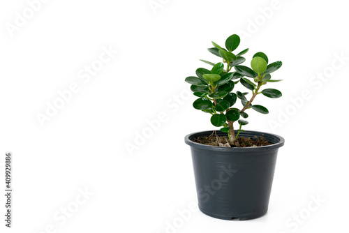 Houseplant, Ficus annulata blume, Isolated over white background with space.