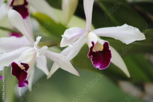 flor 