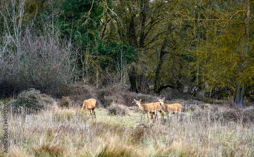 Deer grazing in the Basque Country natural park