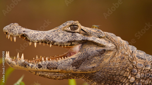 Foto Close-up of yacare caiman, caiman yacare, with open mouth and visible teeth, Pantanal, Brasil