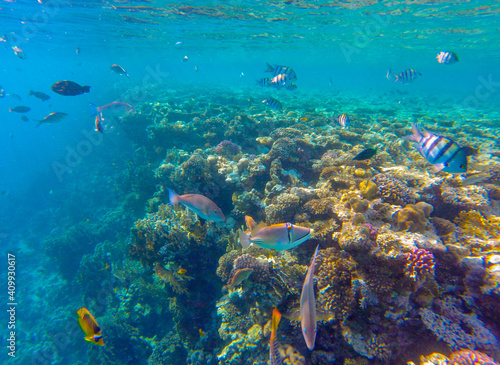  incredibly beautiful combinations of colors and shapes of living coral reef and fish in the Red Sea in Egypt, Sharm El Sheikh