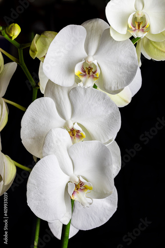 White orchid flowers, variety Phalaenopsis, on black background