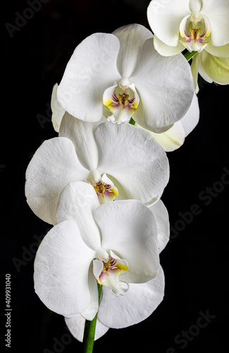 White orchid flowers  variety Phalaenopsis  on black background
