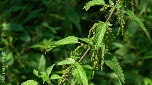 Common Nettle in slight breeze (Urtica dioica) - (4K)