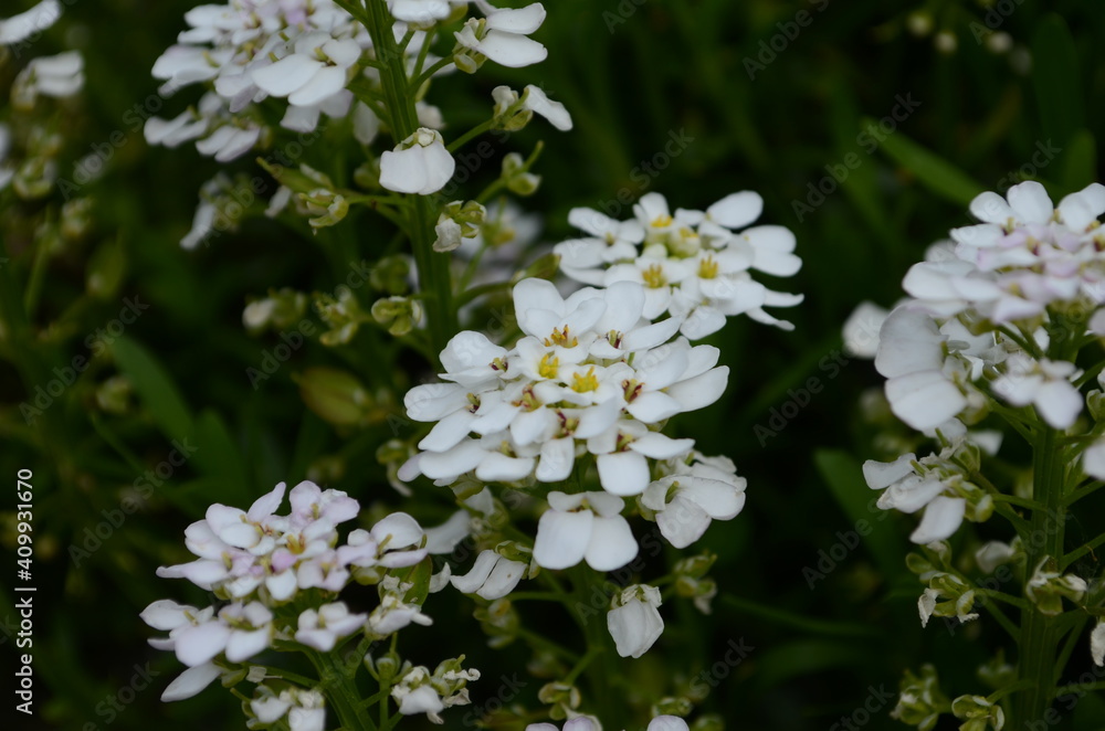 Spring white Iberis flowers. Iberis sempervirens white flowering plant
