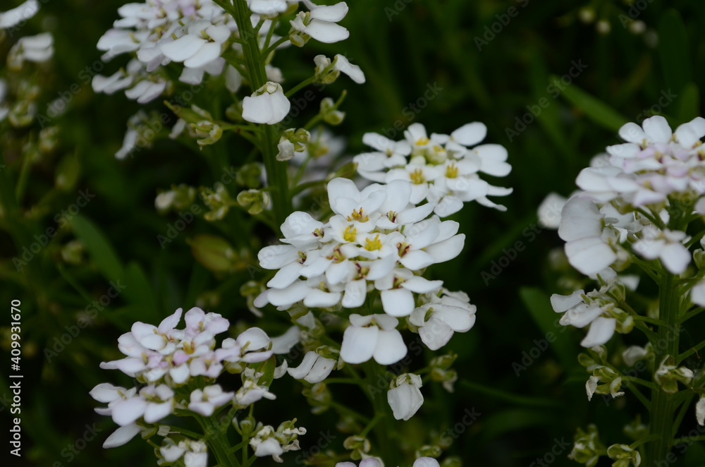 Spring white Iberis flowers. Iberis sempervirens white flowering plant Spring white Iberis flowers. Iberis sempervirens white flowering plant