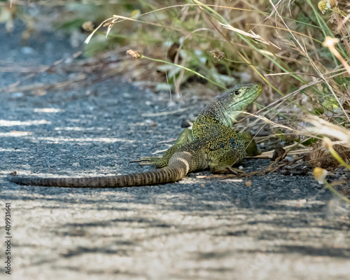 Lagarto ocelado (Timon lepidus). Lizard on the road