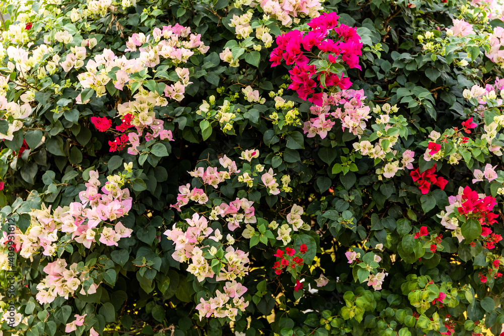 flower background flower background