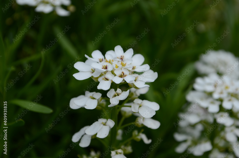Spring white Iberis flowers. Iberis sempervirens white flowering plant Spring white Iberis flowers. Iberis sempervirens white flowering plant