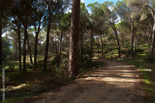 krajobraz góry drzewa las widok natura © Piotr