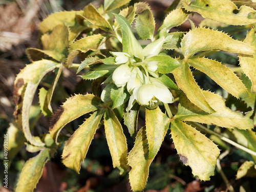 Helleborus argutifolius or Corsican hellebore with stout stems bearing leaves composed of three spiny-toothed dark green leaflets and clusters of pale green, nodding bowl-shaped flowers photo