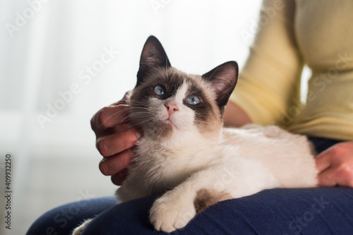 Fototapeta Naklejka Na Ścianę i Meble -  The woman caresses a small Siamese kitten. Siamese white kitten sitting in the woman's arms. Beloved cat. Image for veterinary clinics. Domestic life. Inner life.