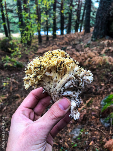 Picking different types of mushrooms in Madrid. photo