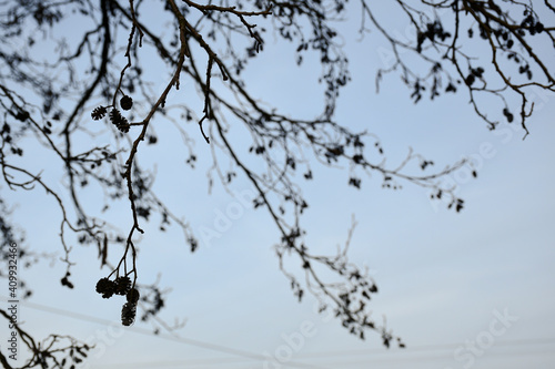 branches of a tree on the sky background