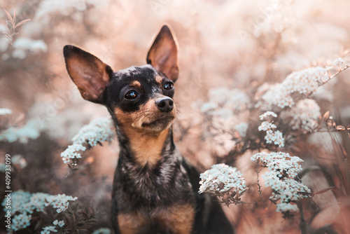 Prague ratter with Pink Flowers