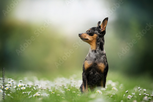 Prague ratter with Grass and Flowers